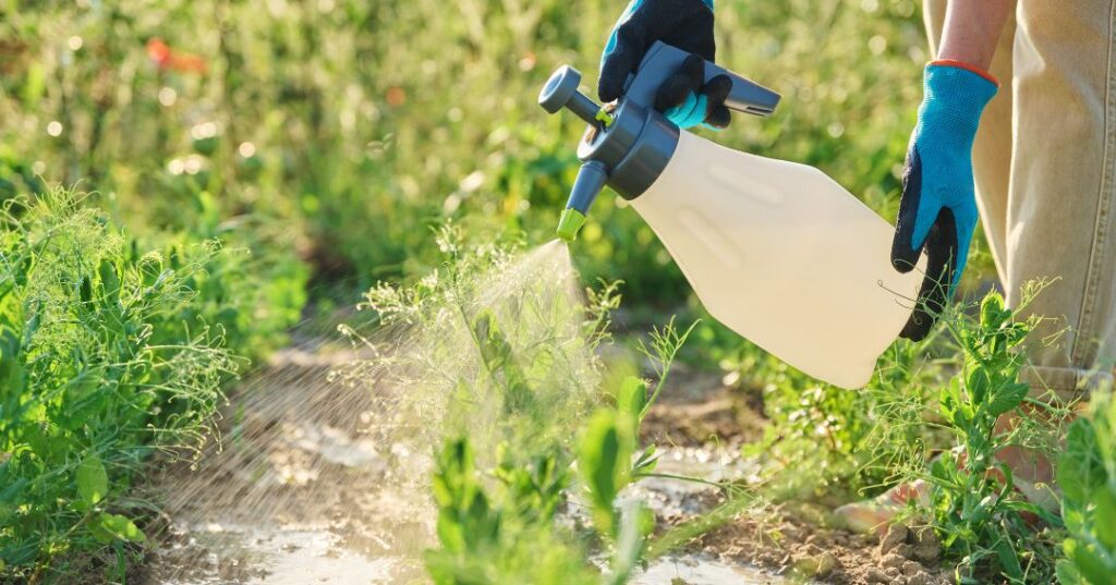 controle de pragas em Campo Grande