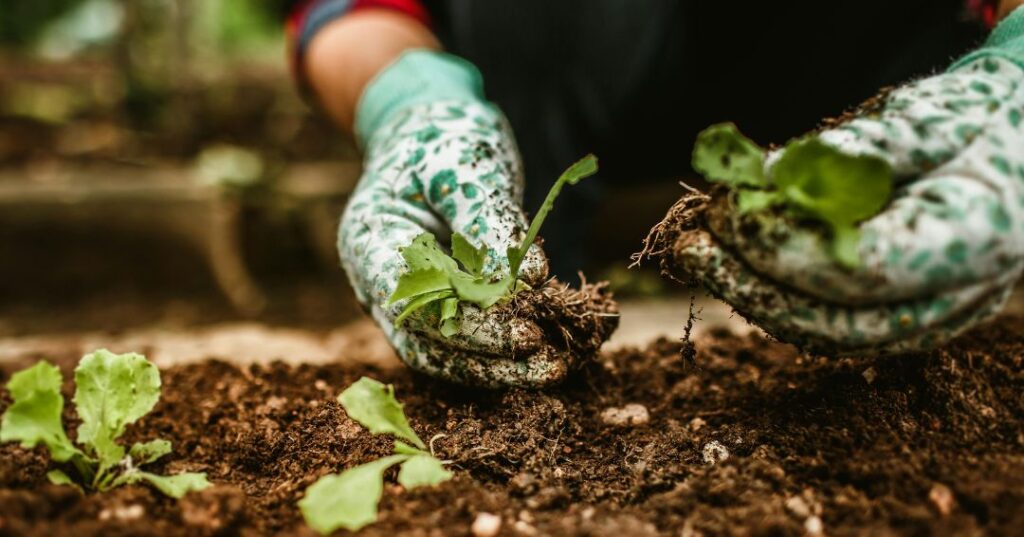 manutenção de jardins em Campo Grande