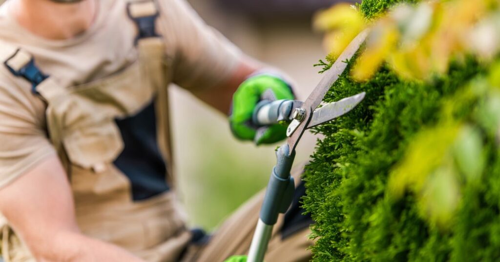 poda e plantio em Campo Grande